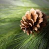 24"H Sullivans Long Pine & Pinecone Wreath, Green Winter Wreaths For Front Door -Sullivans GUEST 093f82ca c631 4ad0 8683 262be6b9c4d7