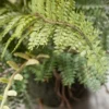 Sullivans Artificial Fern In Ball