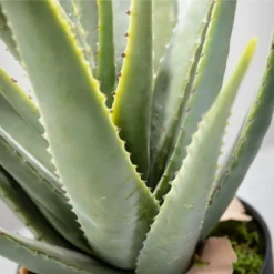 Sullivans Artificial Potted Aloe 24"H Green 11 Sullivans Artificial Potted Aloe 24"H Green -Sullivans GUEST 614a5d2f 07c5 4acc b1fd 5e296180c82c