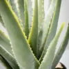 Sullivans Artificial Potted Aloe 24"H Green -Sullivans GUEST 862cadb2 96df 4ba6 b1be 38f281239215