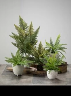 Sullivans Artificial Set Of 2 Potted Ferns 13"H Green -Sullivans GUEST ae5cad8a 6d92 440e a44e 6b0affed9325
